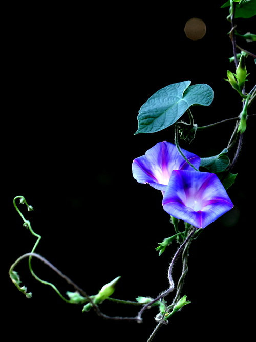 月夜花更美 谢邦泽